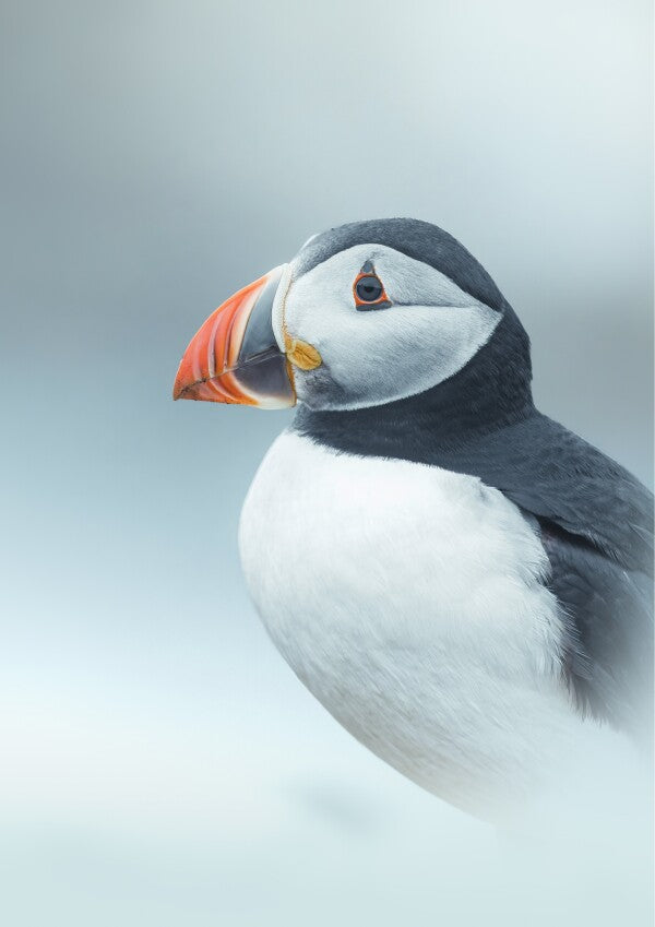 Print "Arctic Stillness"