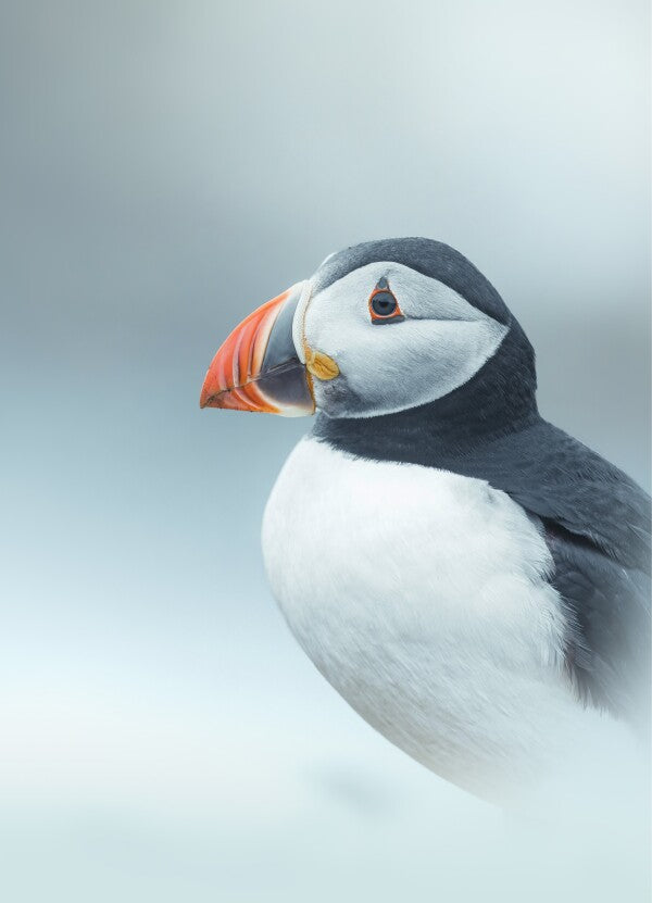 Print "Arctic Stillness"