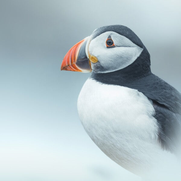 Print "Arctic Stillness"