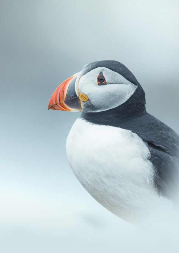 Print "Arctic Stillness"