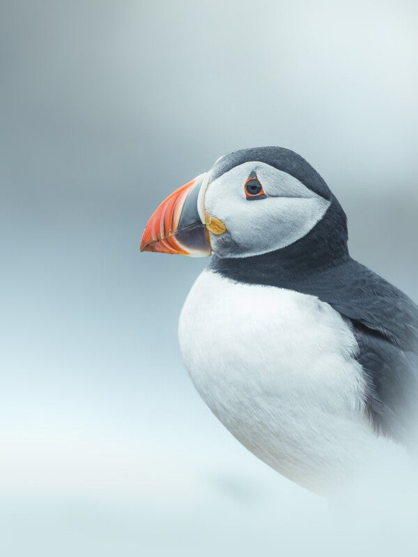 Print "Arctic Stillness"