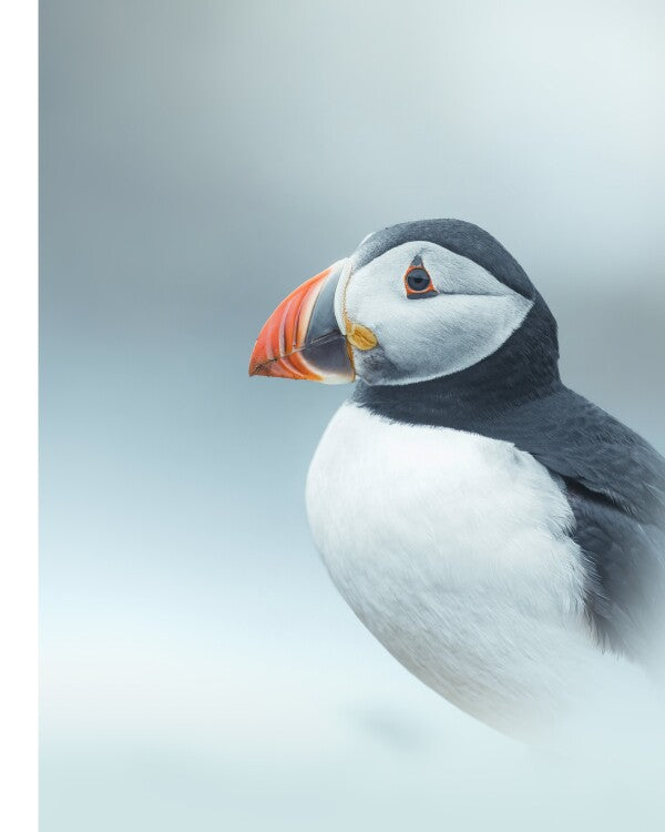 Print "Arctic Stillness"