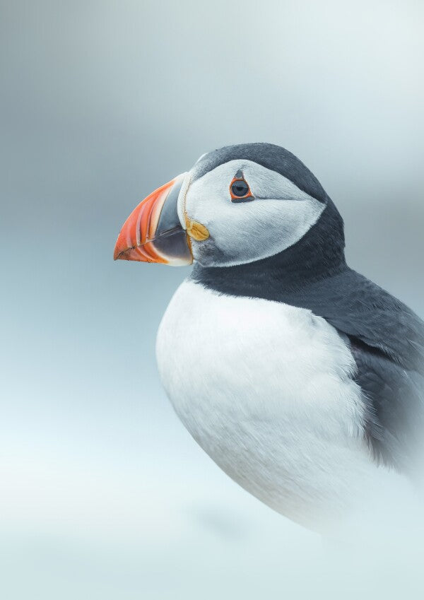 Print "Arctic Stillness"