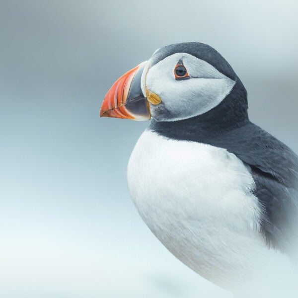 Print "Arctic Stillness"