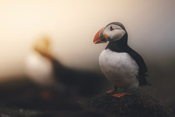 Print "Echoes of the North"