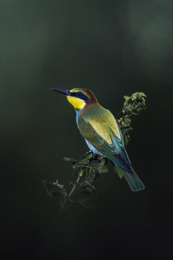 Print "Painted by Nature"