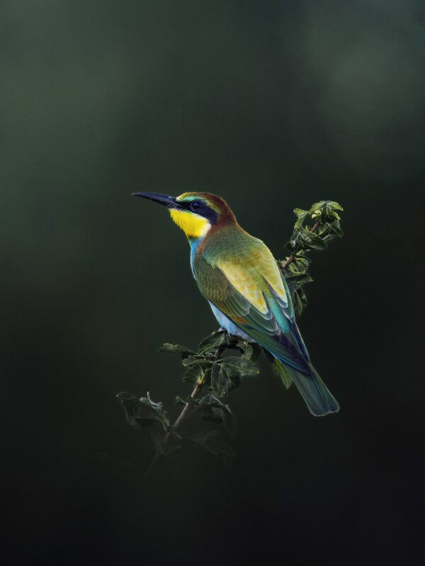 Print "Painted by Nature"
