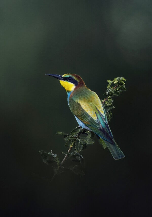 Print "Painted by Nature"