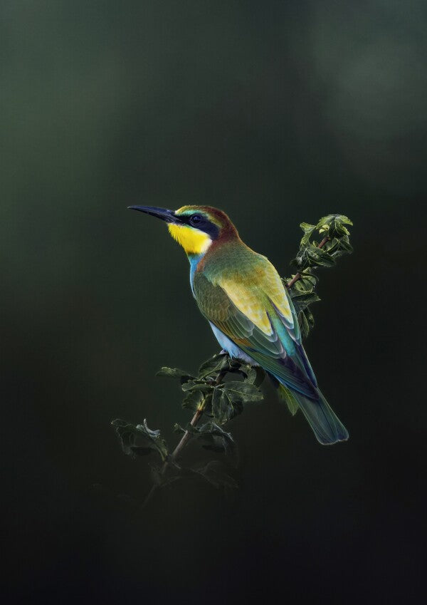 Print "Painted by Nature"