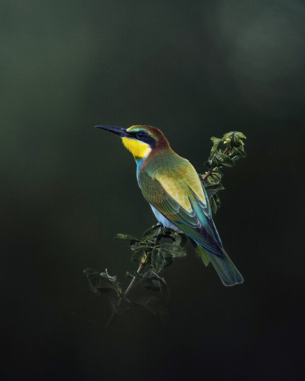 Print "Painted by Nature"