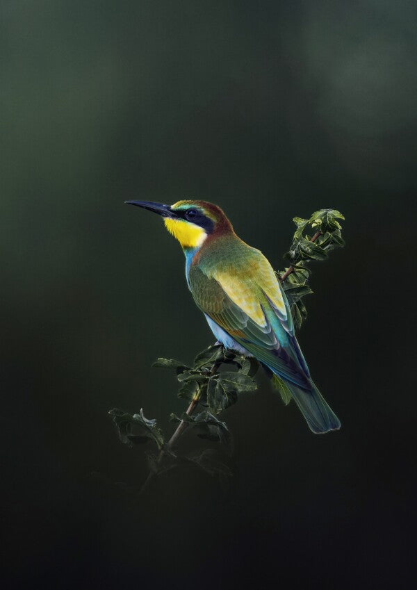 Print "Painted by Nature"