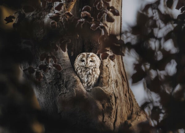 Print "Hidden in the Woods"