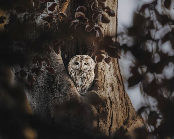 Print "Hidden in the Woods"