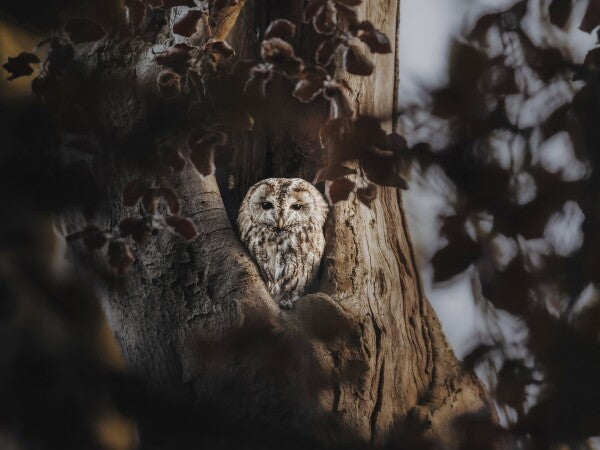 Print "Hidden in the Woods"