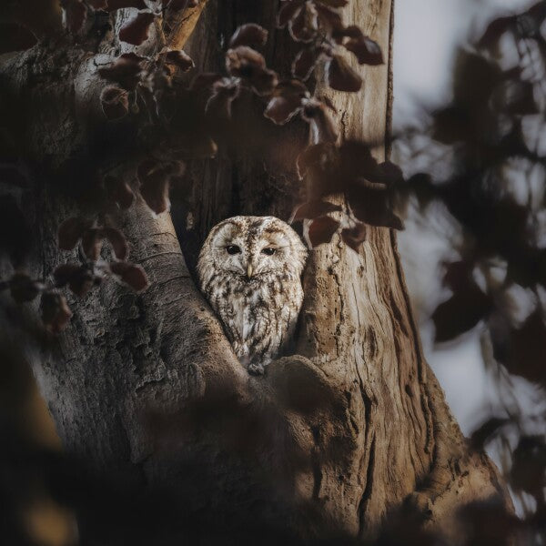 Print "Hidden in the Woods"
