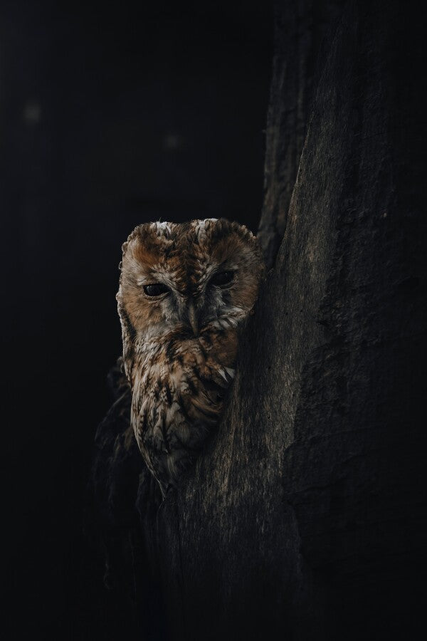 Print "Shadowed"