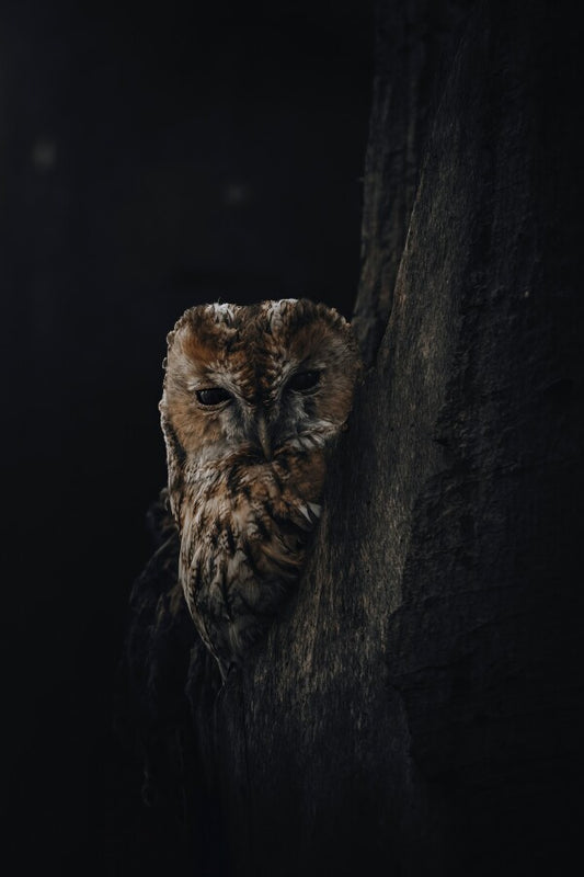 Print "Shadowed"