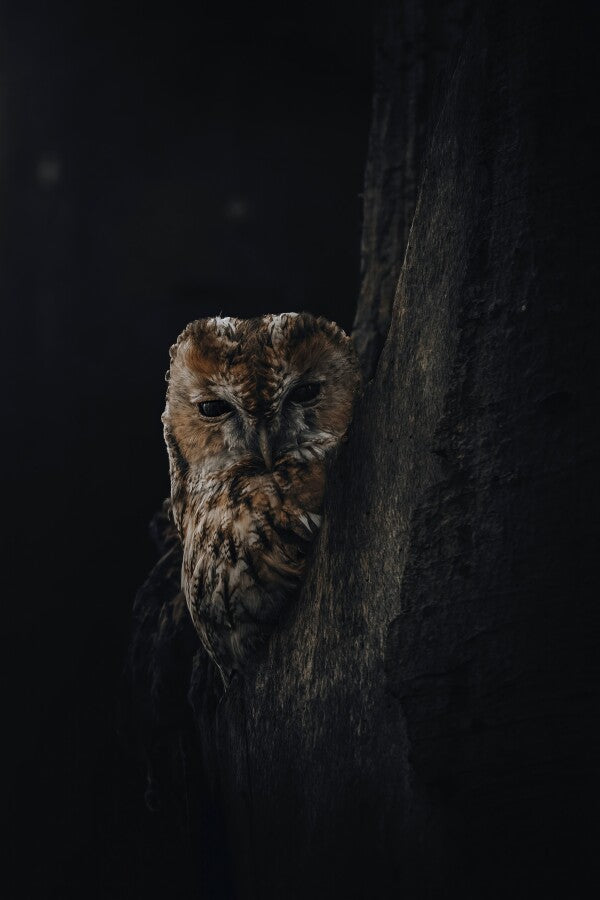 Print "Shadowed"