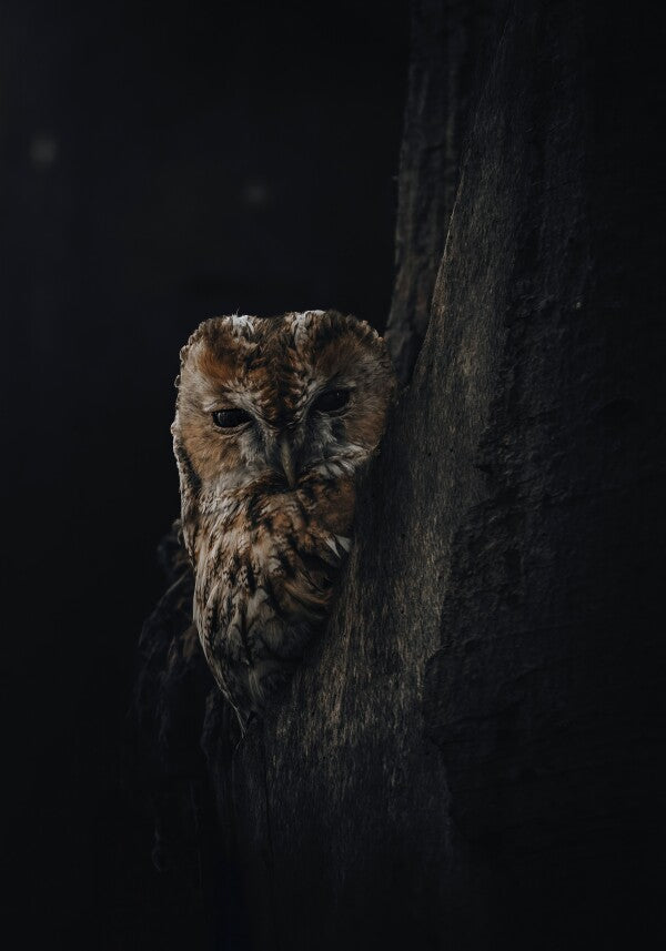 Print "Shadowed"