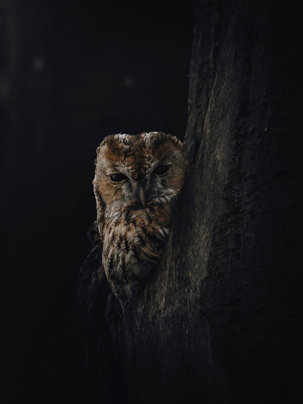 Print "Shadowed"