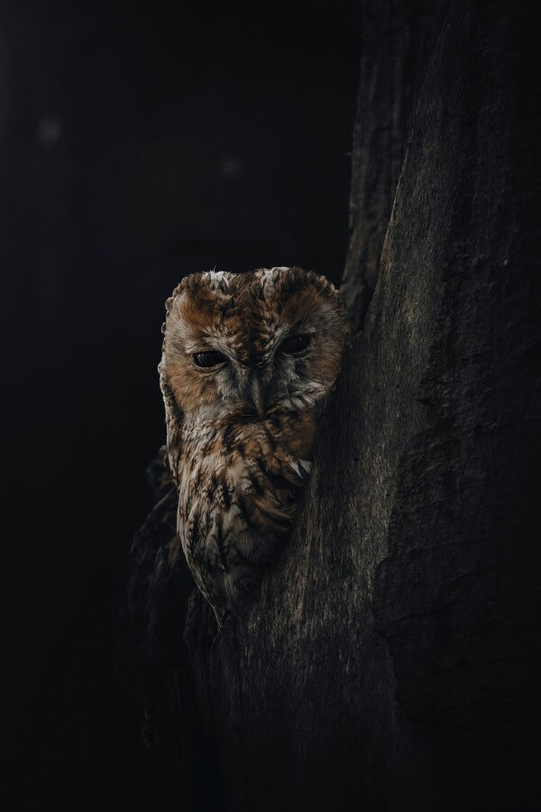 Print "Shadowed"
