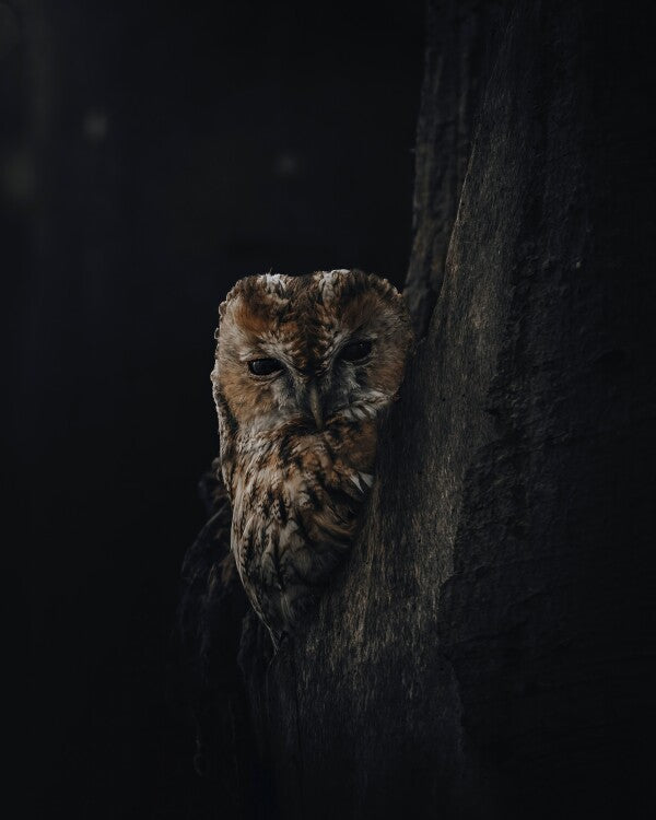 Print "Shadowed"