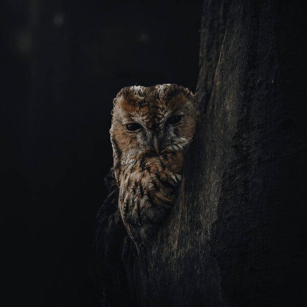 Print "Shadowed"