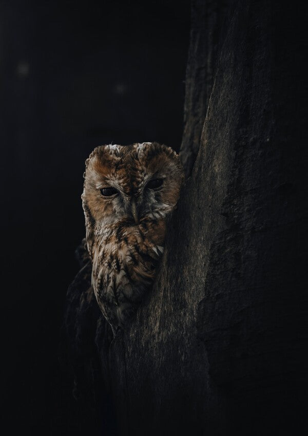 Print "Shadowed"