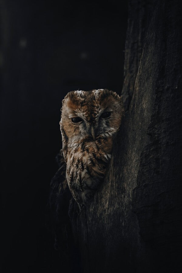 Print "Shadowed"