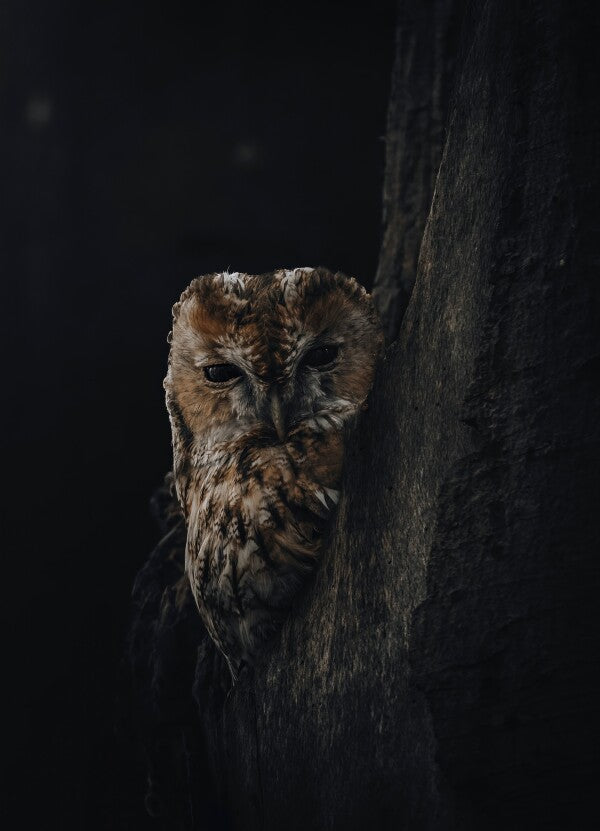 Print "Shadowed"
