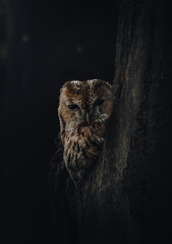 Print "Shadowed"