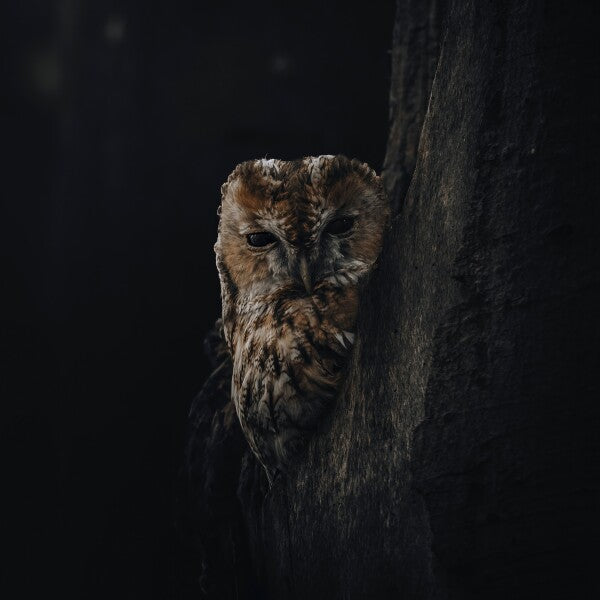 Print "Shadowed"