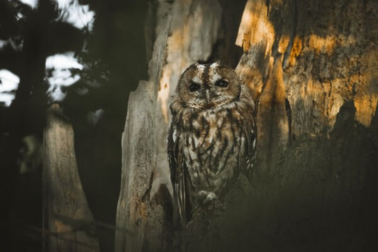 Print "Spirit of the Forest"