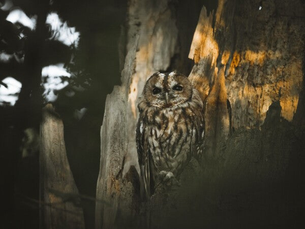 Print "Spirit of the Forest"
