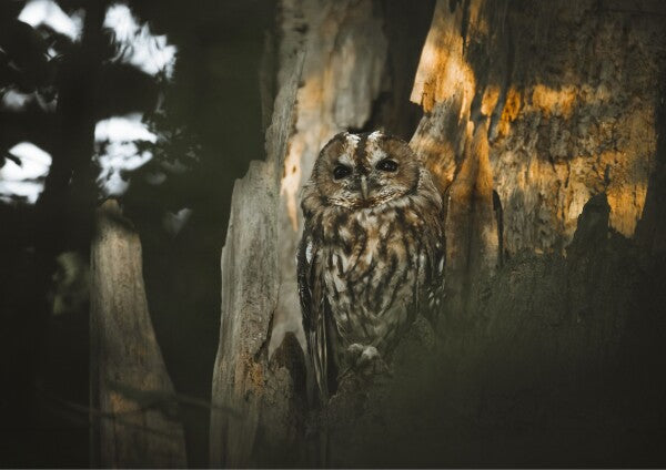 Print "Spirit of the Forest"