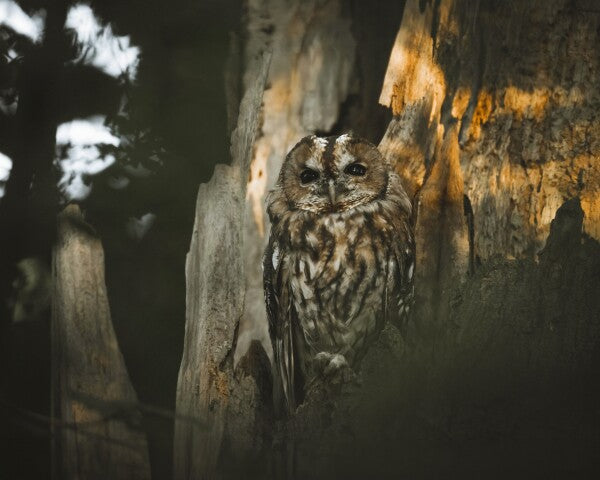 Print "Spirit of the Forest"