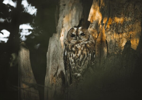 Print "Spirit of the Forest"