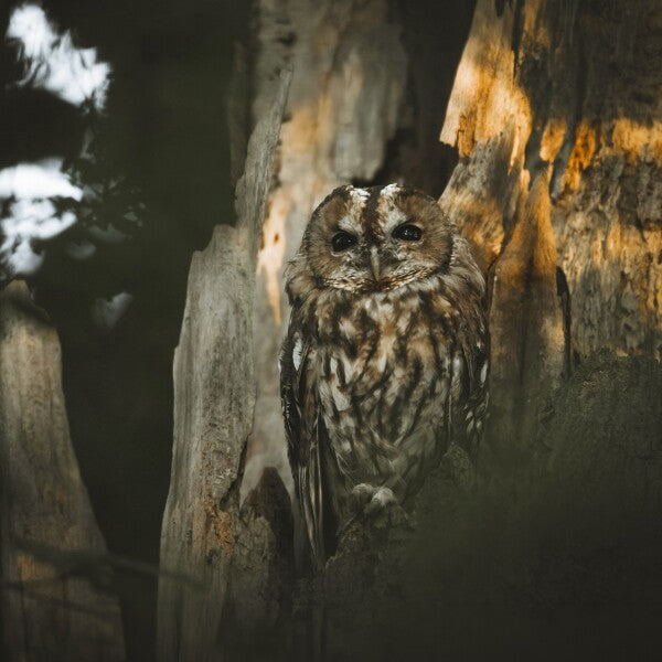 Print "Spirit of the Forest"