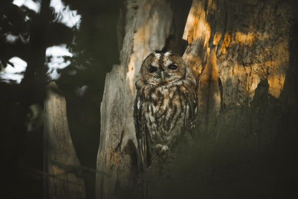 Print "Spirit of the Forest"
