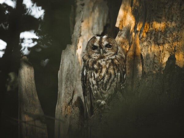 Print "Spirit of the Forest"