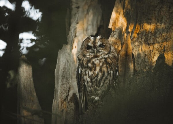 Print "Spirit of the Forest"