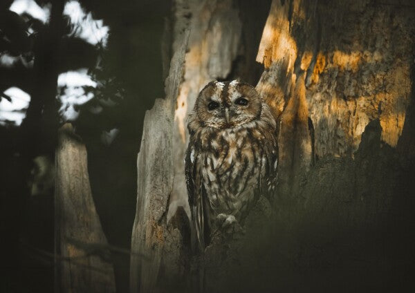 Print "Spirit of the Forest"