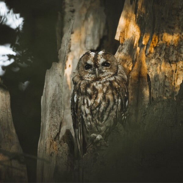 Print "Spirit of the Forest"