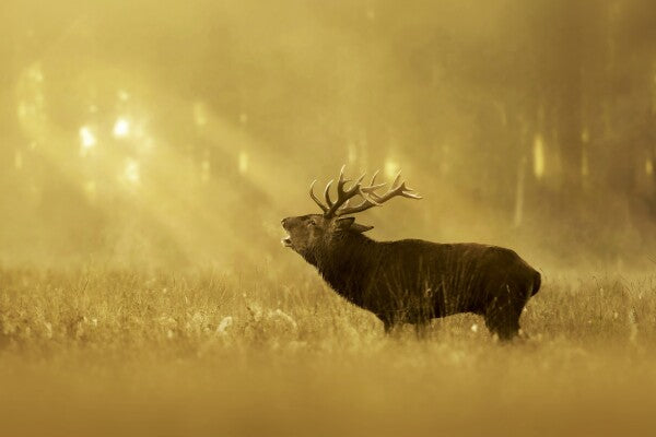Print "Golden Roar"