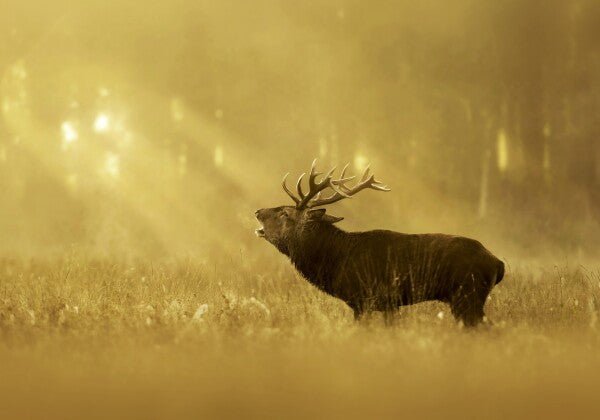 Print "Golden Roar"