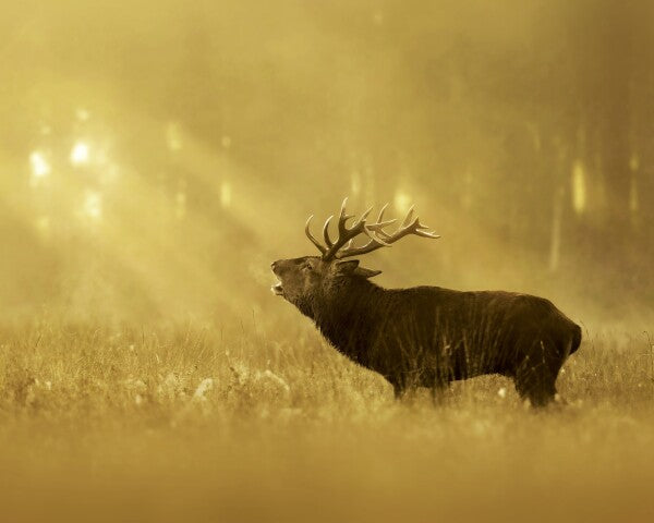 Print "Golden Roar"