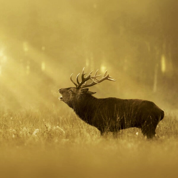 Print "Golden Roar"