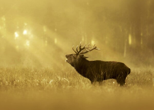 Print "Golden Roar"