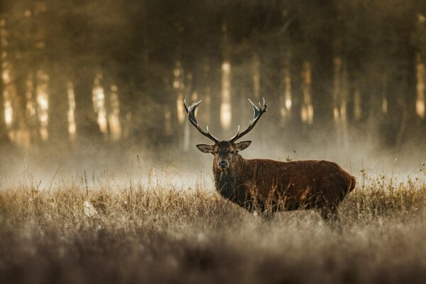 Print "The Monarch"