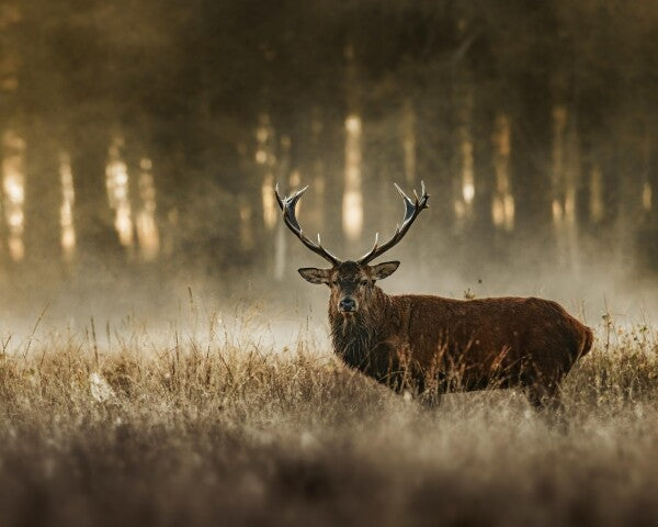Print "The Monarch"